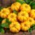 Miechunka (physalis) – zdrowotne właściwości i zastosowanie w kuchni