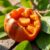 Mamey sapote – właściwości zdrowotne i zastosowanie w diecie
